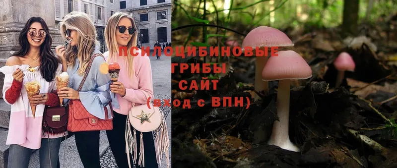 Галлюциногенные грибы Psilocybe  Нововоронеж 